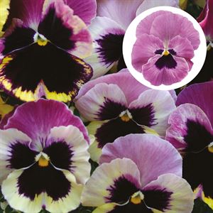 Bild von Viola P9 Grootbloemig Rosy Sunset